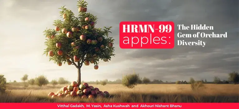 HRMN-99 Apples: The Hidden Gem of Orchard  Diversity