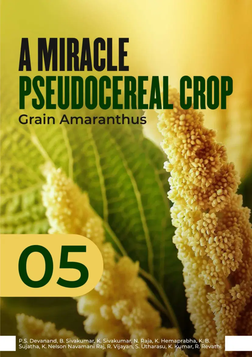 A miracle pseudocereal crop — Grain Amaranthus 