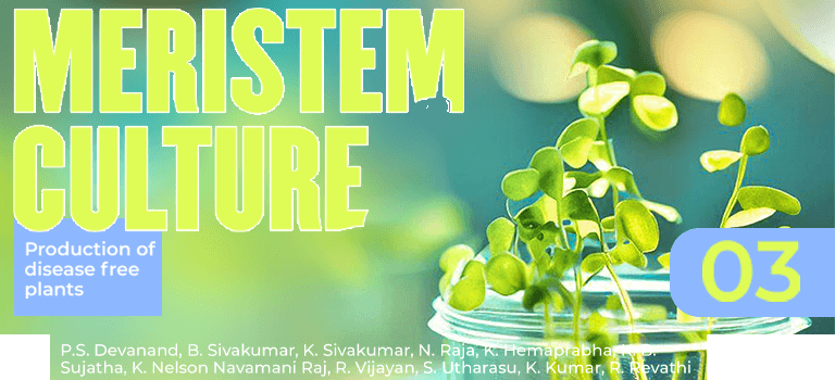 Meristem culture — Production of diseases free plants 